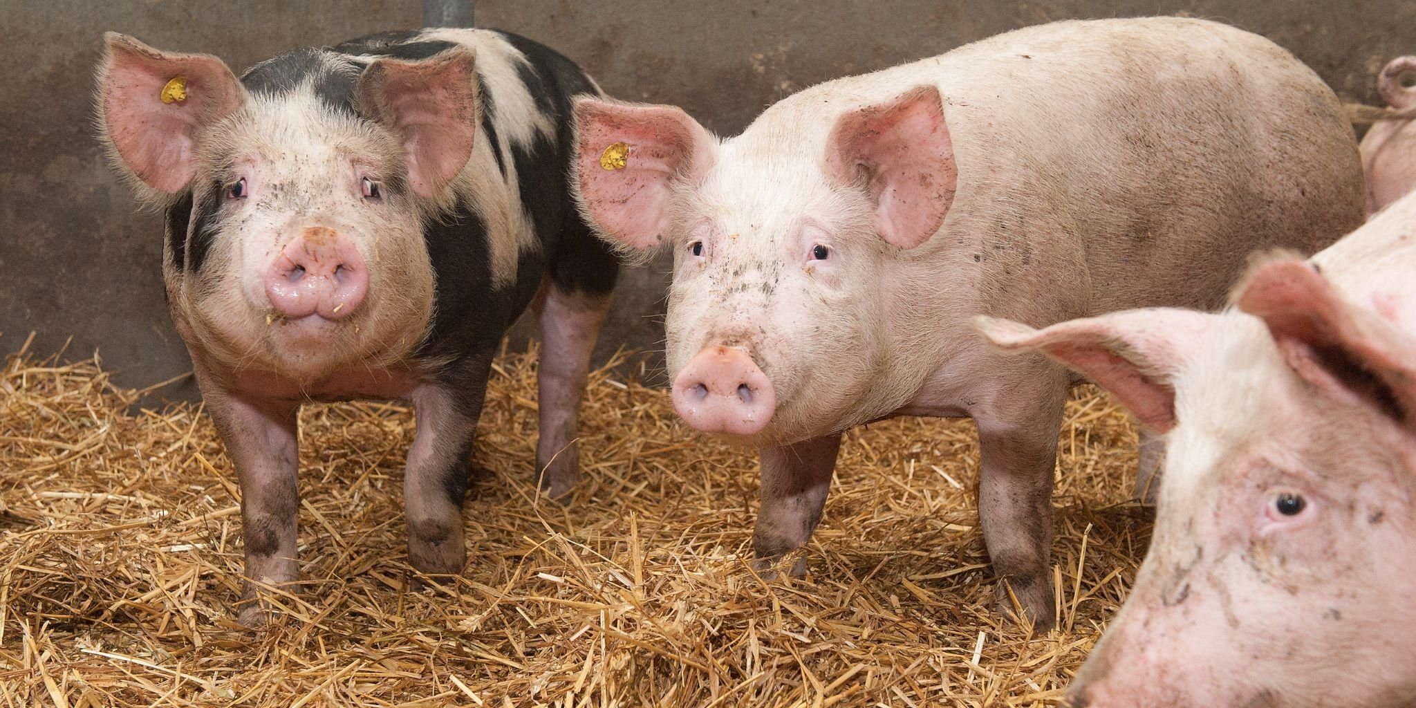 Header vleesvarkens - Reudink Nederland