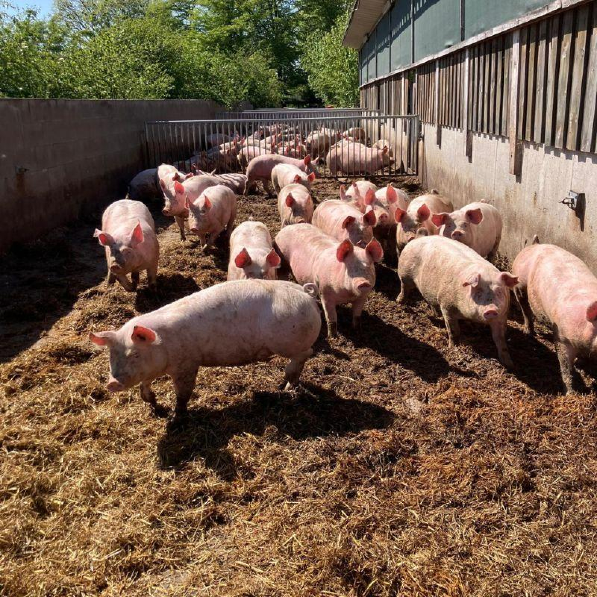Vleesvarkens buiten